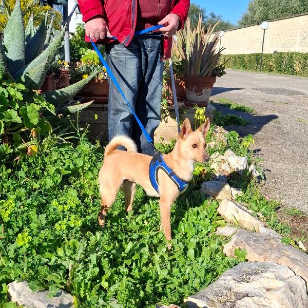 Trilly Cerca Famiglia. Info adozione Monica 3890238584 Foto 6